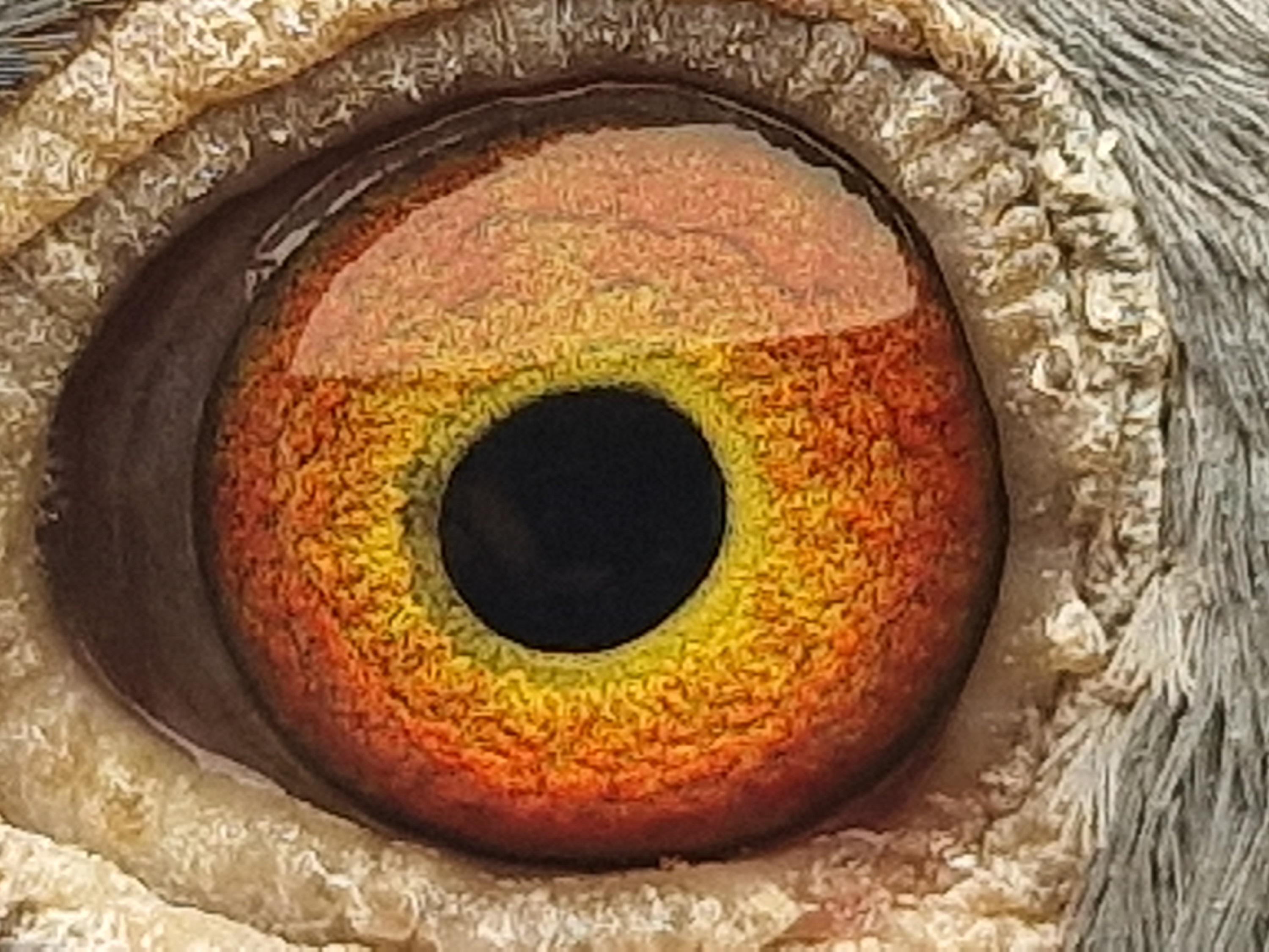 Pigeon eye